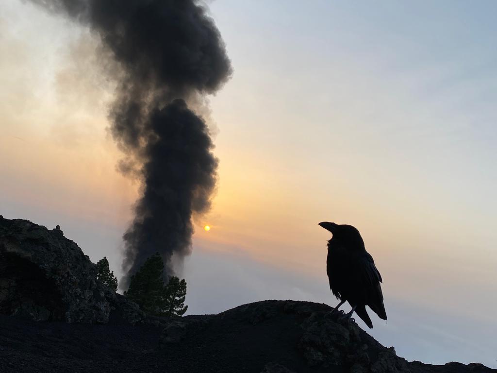 A Raven (Corvus corax) in the middle of the pine forest near the volcano.