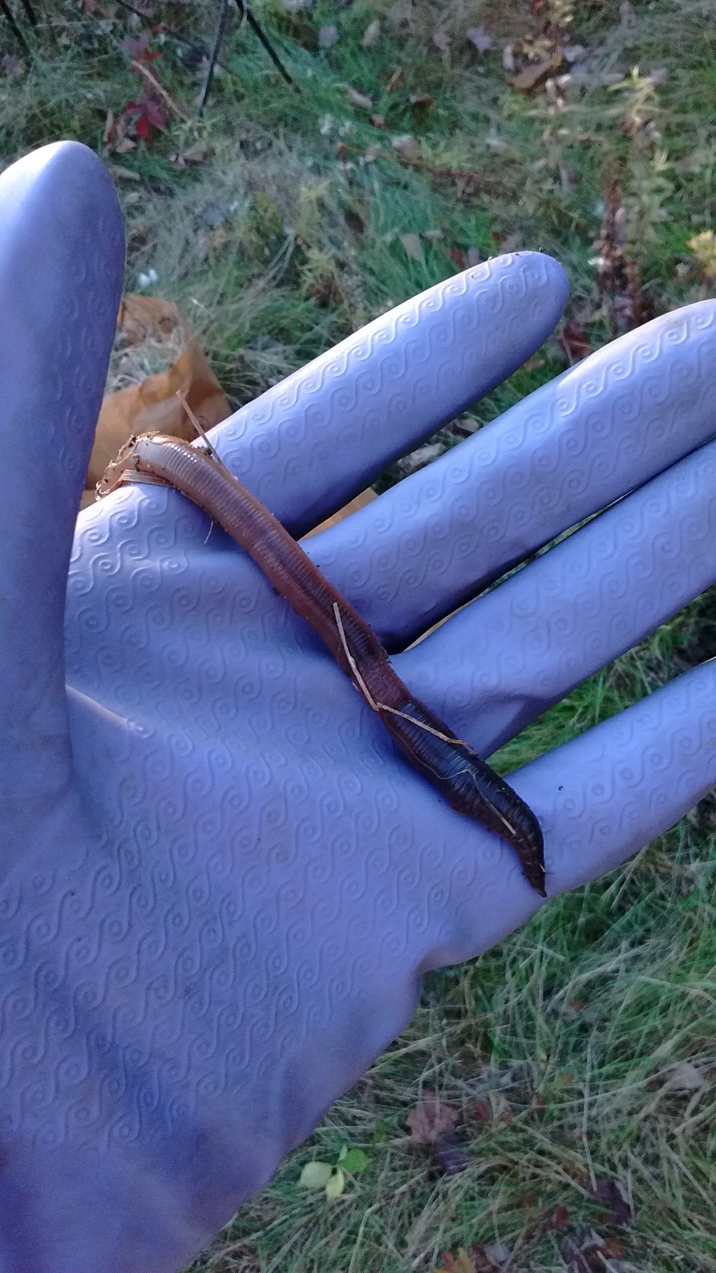 A large Lumbricus terrestris removed from one of the cages.
