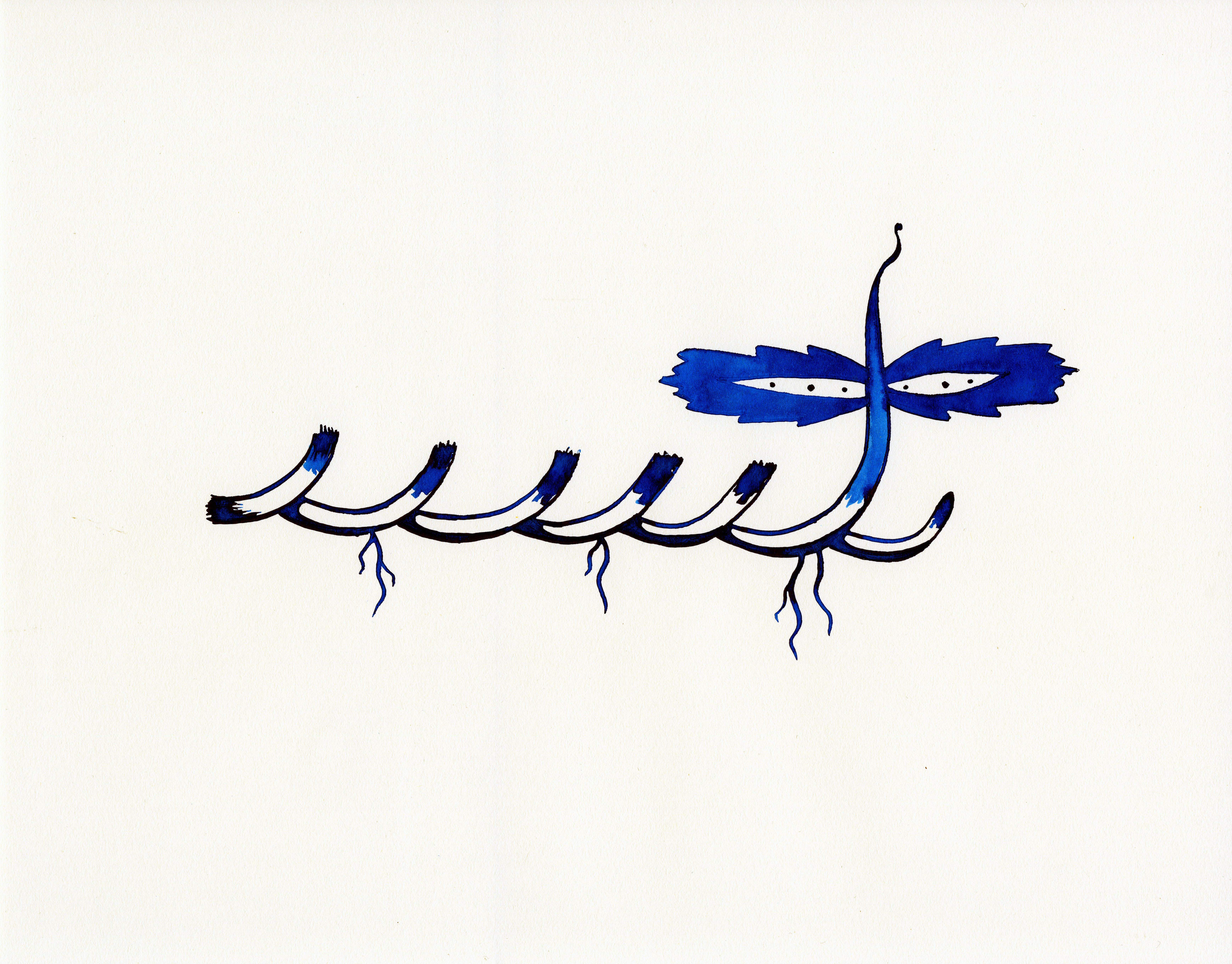Rhizome persistence and lateral spread, in blue. (c) Curtis Lubbe