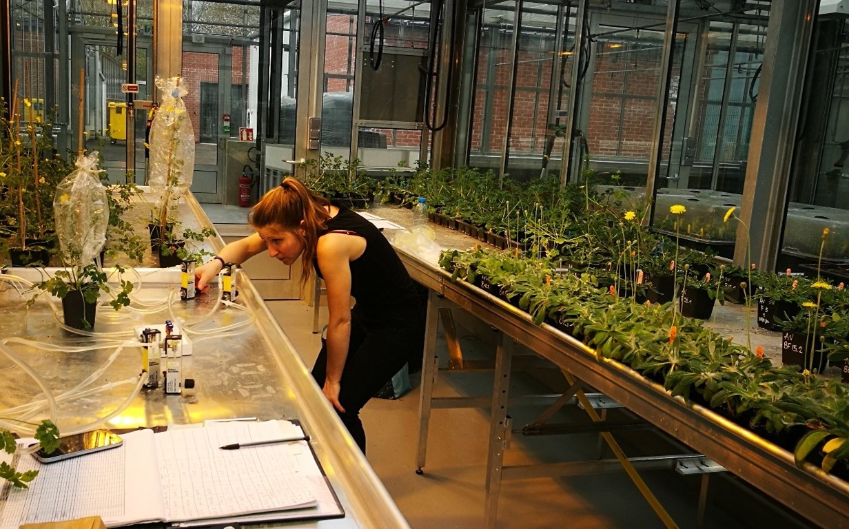 Natasha de Manincor checking the dynamic headspace material during floral scent extraction in the greenhouse (University of Lille, Plateforme Serre, cultures et terrains expérimentaux). (Photo credits: Leslie Faucher)