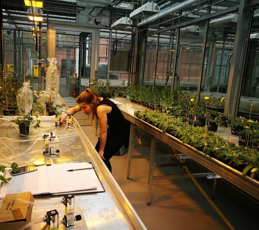 Natasha de Manincor checking the dynamic headspace material during floral scent extraction in the greenhouse (University of Lille, Plateforme Serre, cultures et terrains expérimentaux). (Photo credits: Leslie Faucher)