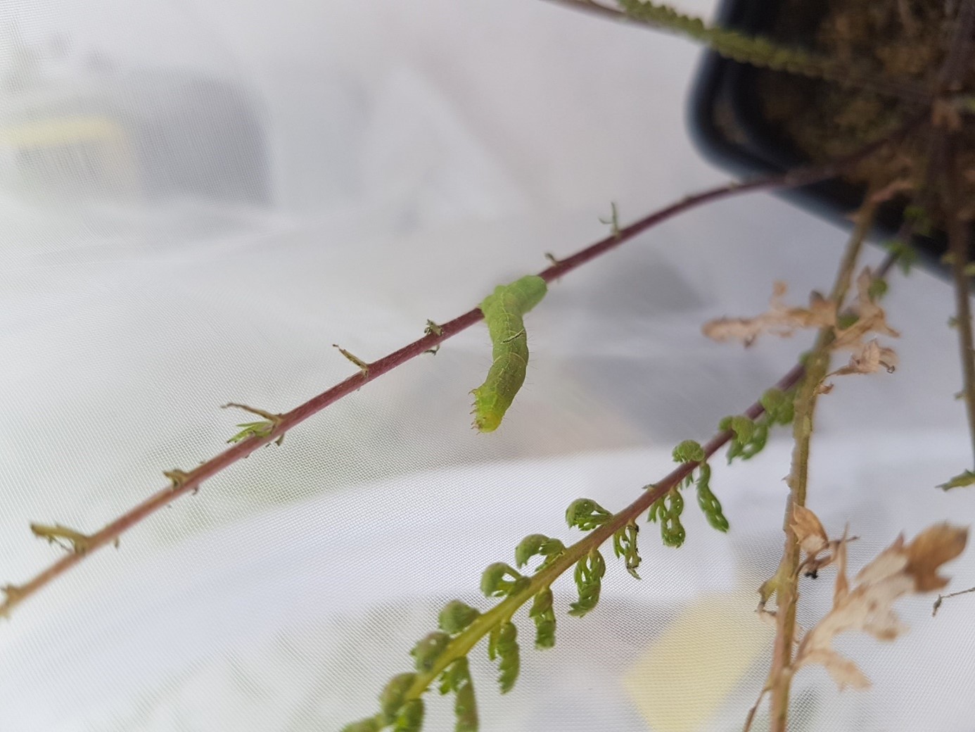 One of the herbivore species used in the study, the cabbage moth, feeding on a yarrow plant.