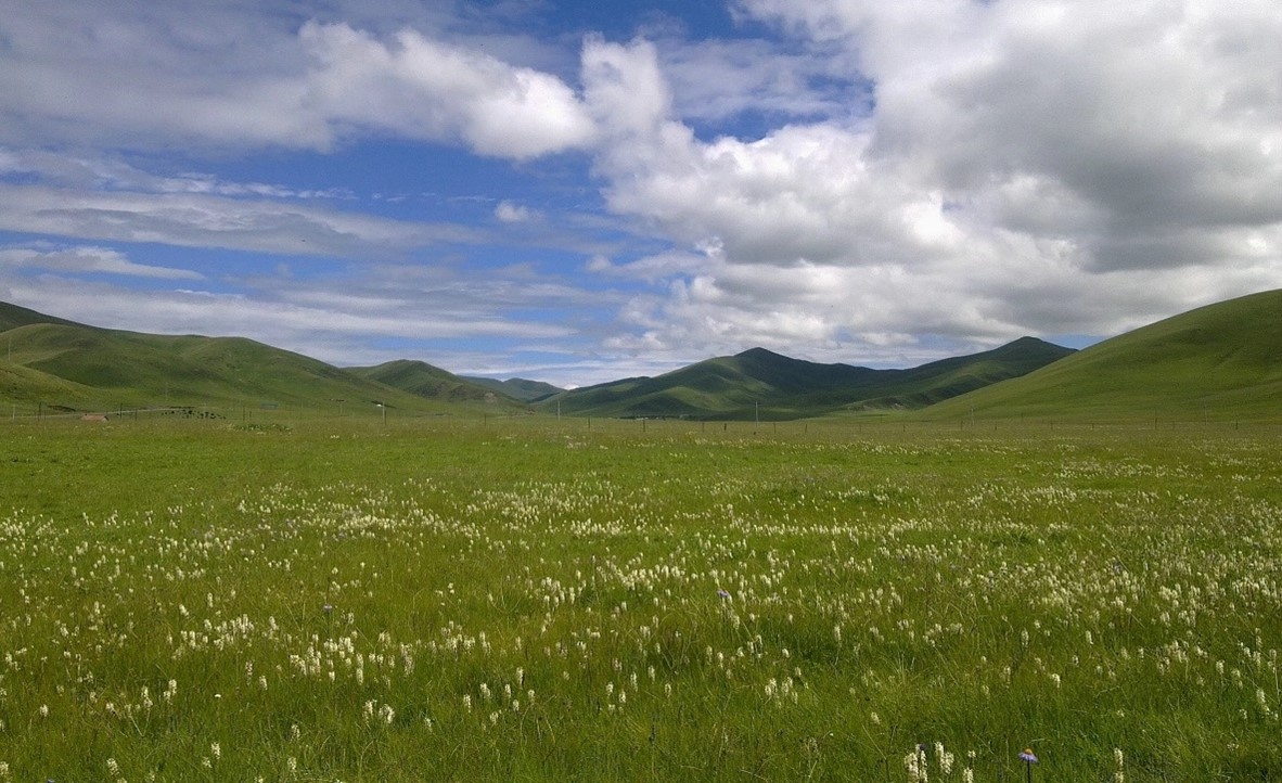 The fascinating grassland on the eastern Tibetan Plateau (photo by Dianye Zhang).