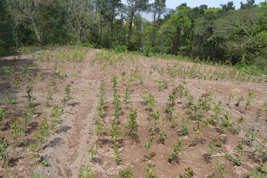 Setting up the tree diversity experiment at an abandoned agricultural field on Putuo Island, located at the Zhoushan Archipelago, in Eastern China. Photo credit: Li-ting Zheng.