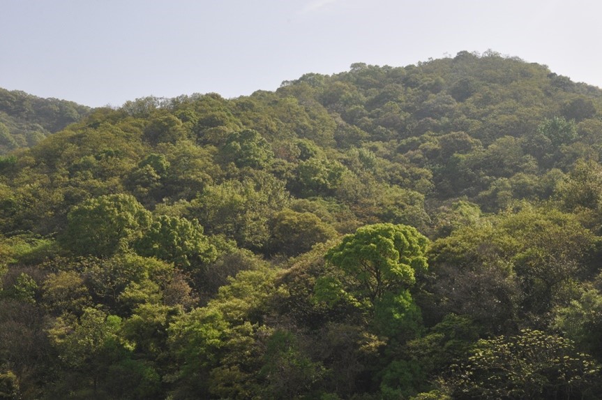 A feature of the forests in Putuo Island. Photo credit: Enrong Yan.