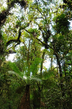Studied TMCF, on a clear day (no fog events). Photo: Rafael S. Oliveira