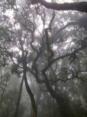 A cloud event in the TMCF. Photo: Rafael S. Oliveira