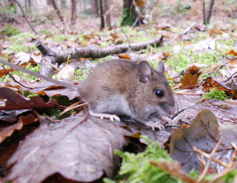 (A photo of a wild wood mouse, Apodemus sylvaticus, on a study field site. Credit: Liverpool field team