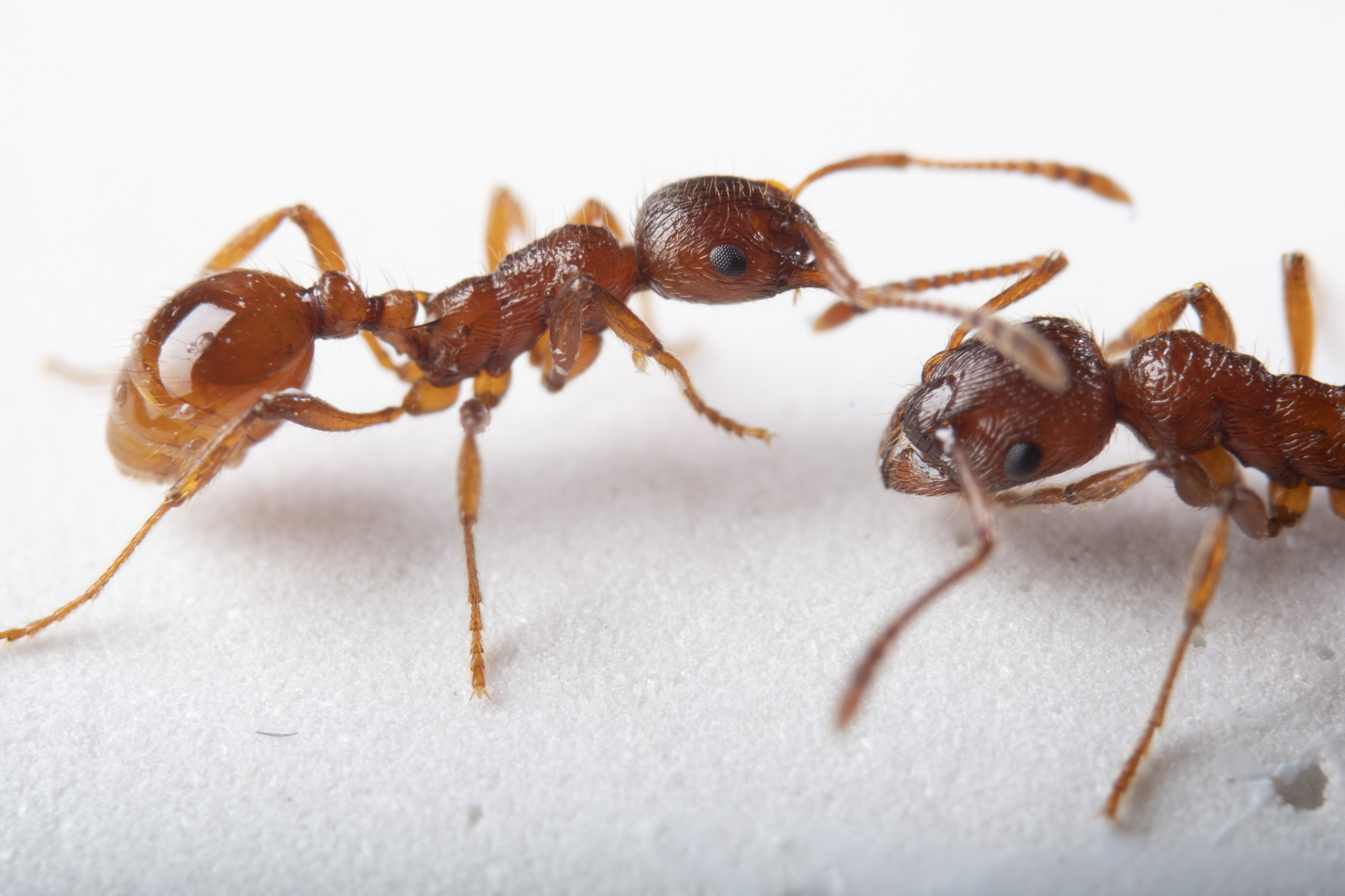 behavioural-defences-against – Functional Ecologists