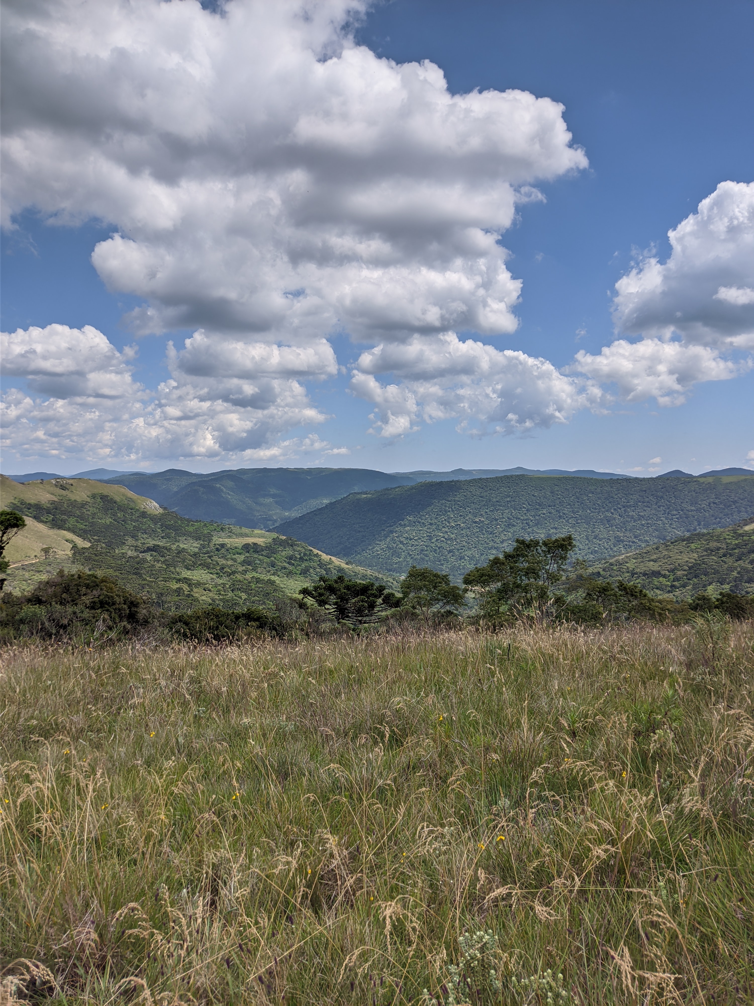 Ana Porto: Brazil isn’t just trees—working in grasslands in a country ...