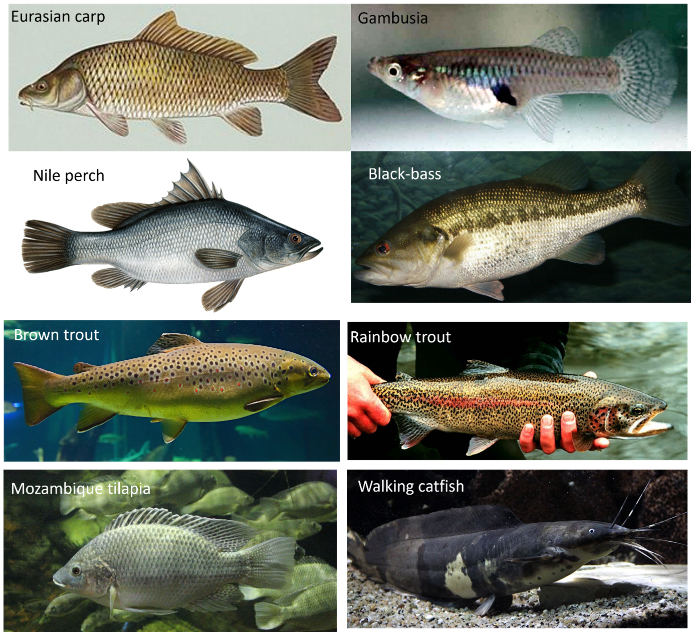 Camille Bernery & Clara Marino: Exploring the profile of fish invaders ...