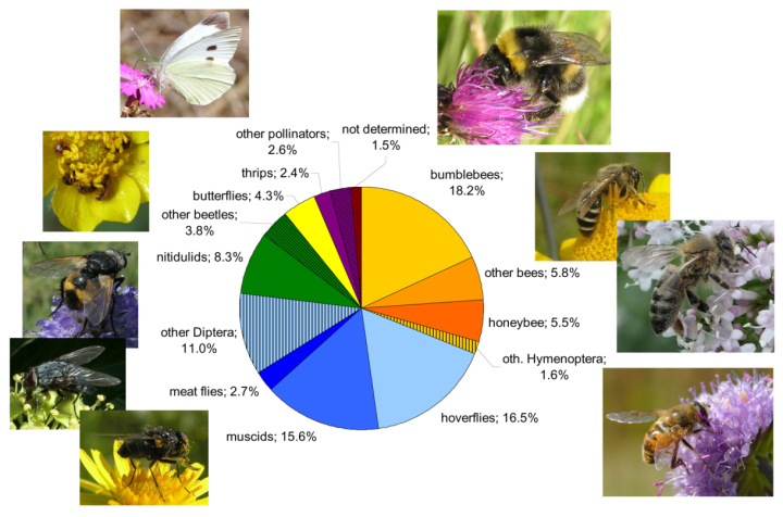Jakub Štenc: Matching plants and pollinators in Czech grasslands ...
