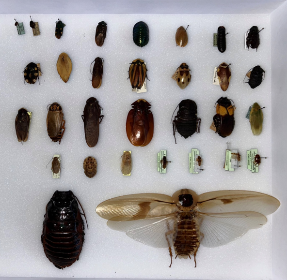 Cockroach Adaptations Barbara Bignon | In good form: Morphological adaptations to burrowing ...