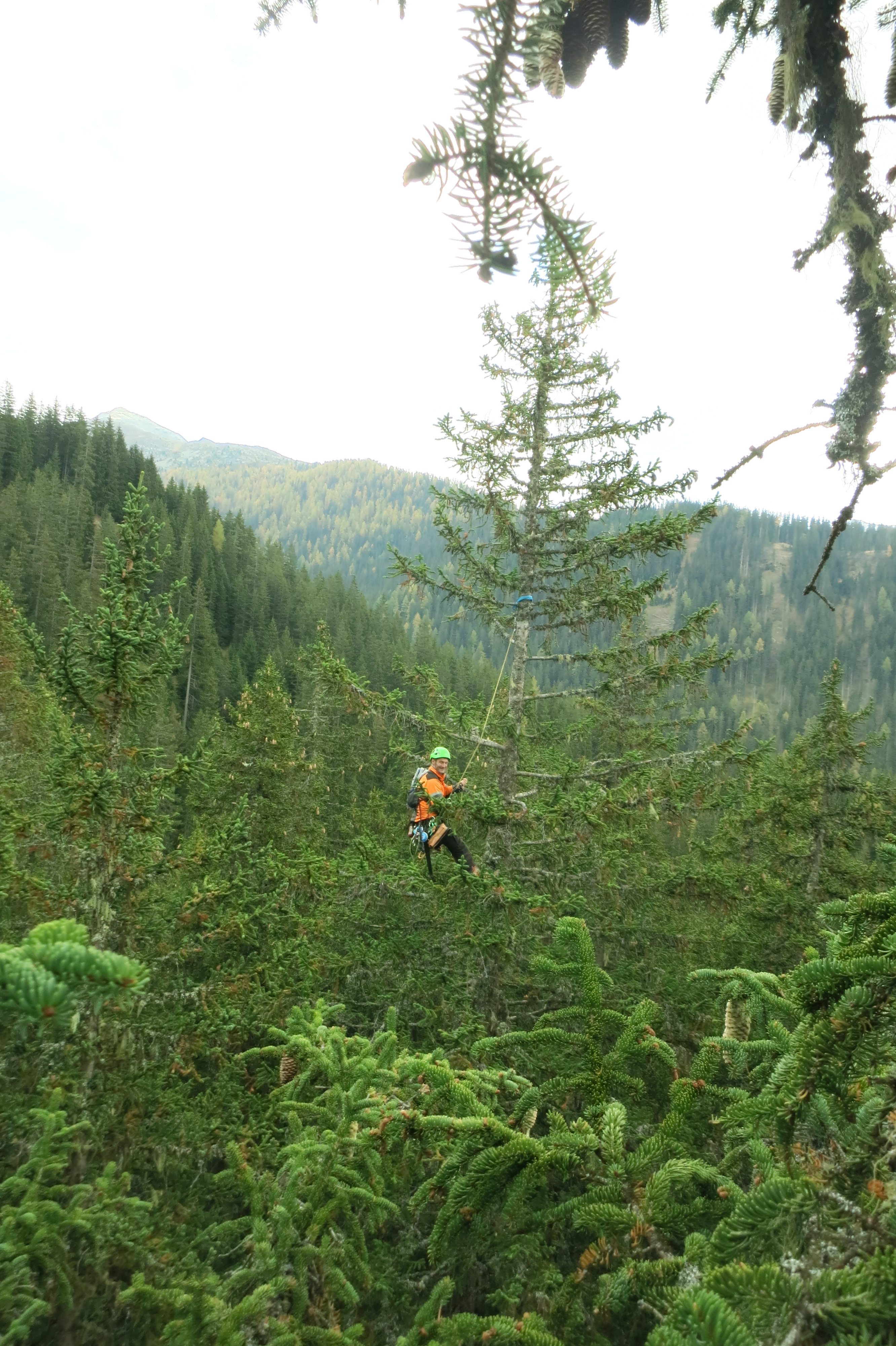 Sofia Etzold | The slow fade of forest vitality — What decades of ...